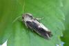 Egira conspicillaris